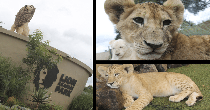 Lion Park Safári