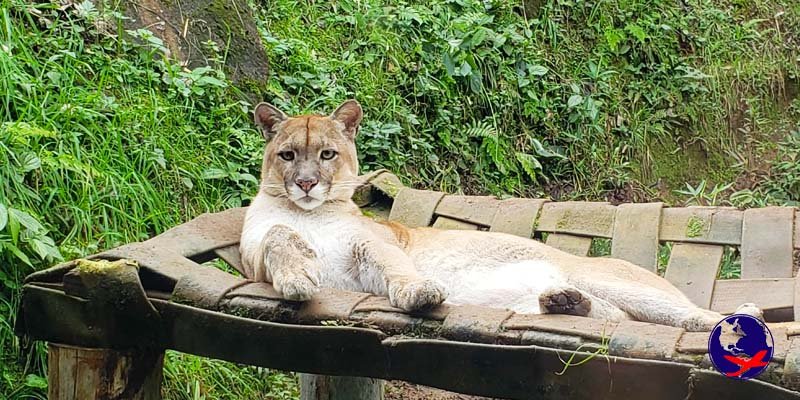 Gramado Zoo