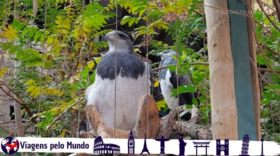 Águia-Chilena observando