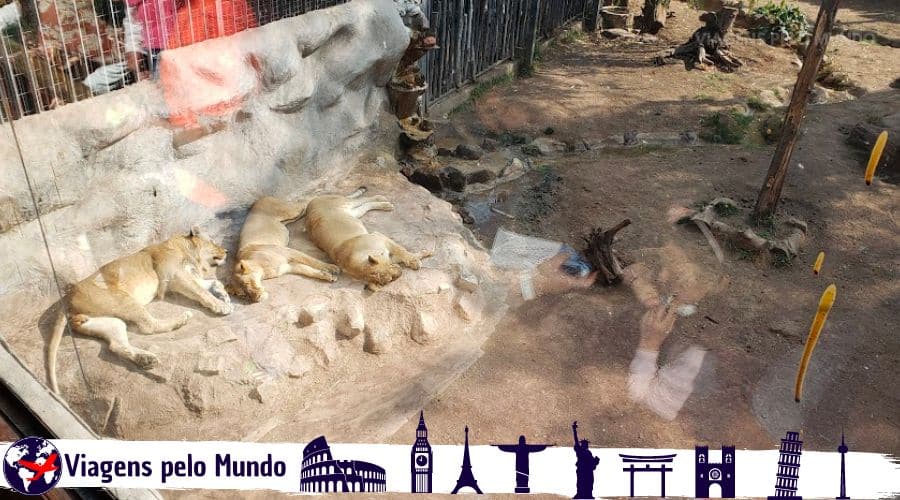 Leões no Zoológico do Chile