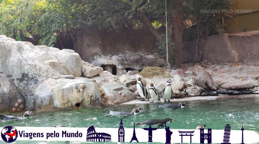 Pinguins no Zoológico de Santiago