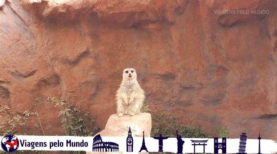 Suricato no Zoológico de Santiago