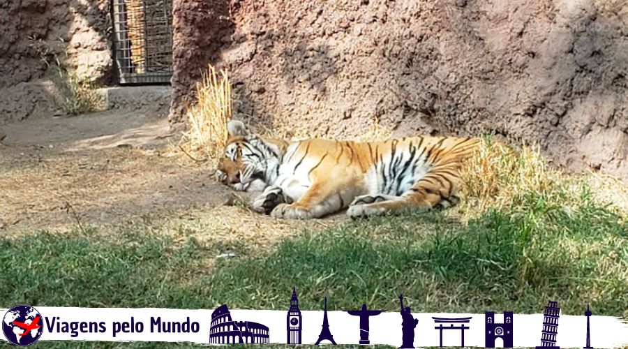 Tigres descansando
