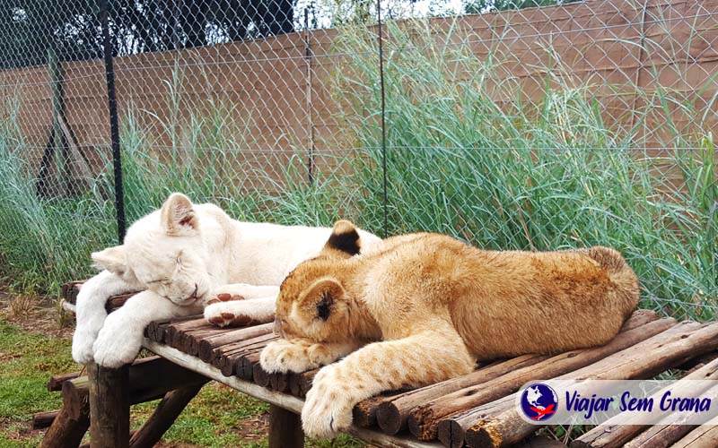 Lion Park