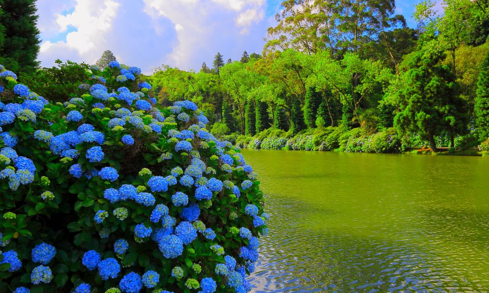 Hortênsias em Gramado