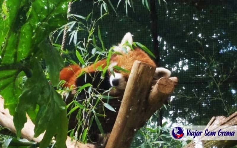 Zoológico de joanesburgo