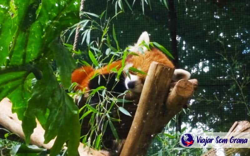 Panda vermelho dormindo no zoológico de joanesburgo