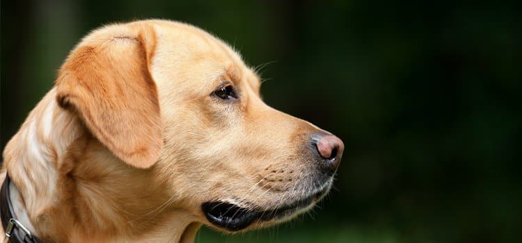 transporte de pets em voos internacionais