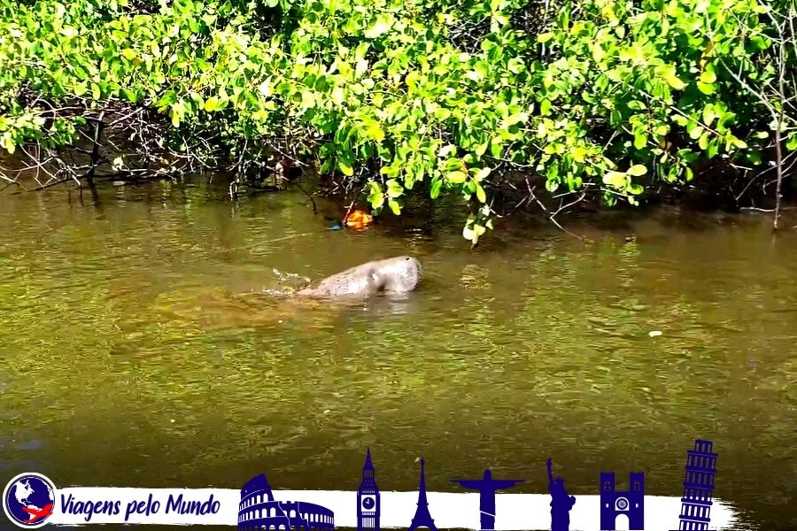 Passeio da Associação de Peixe-Boi