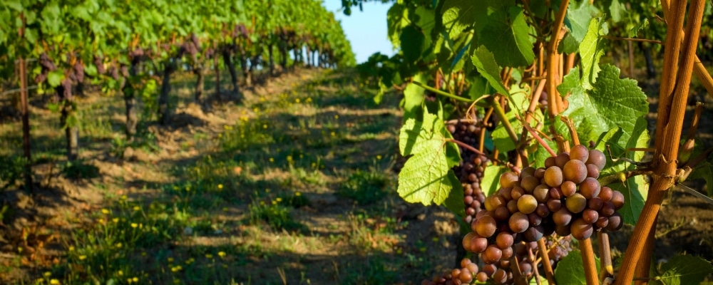 Vinícolas em Santiago