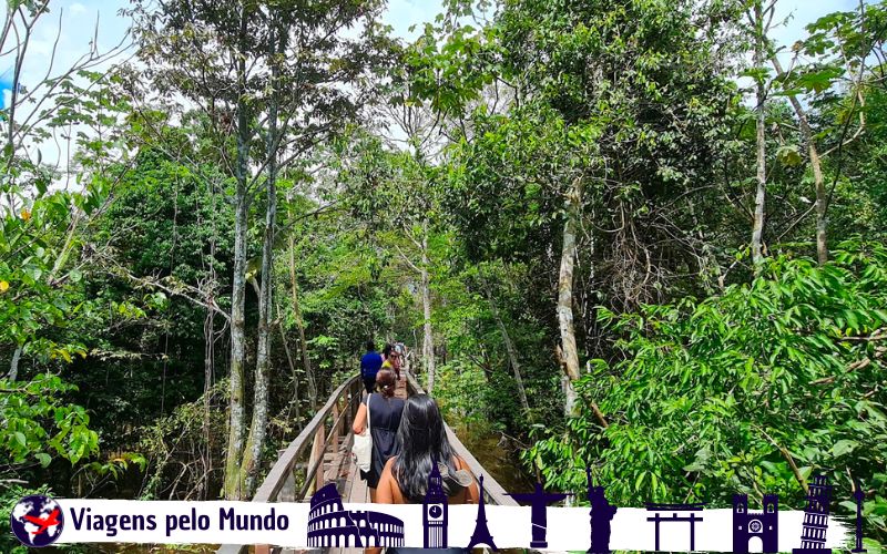 Tour pela Floresta Amazônica
