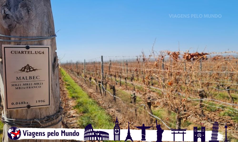 Vinhedos da Bodega Catena Zapata
