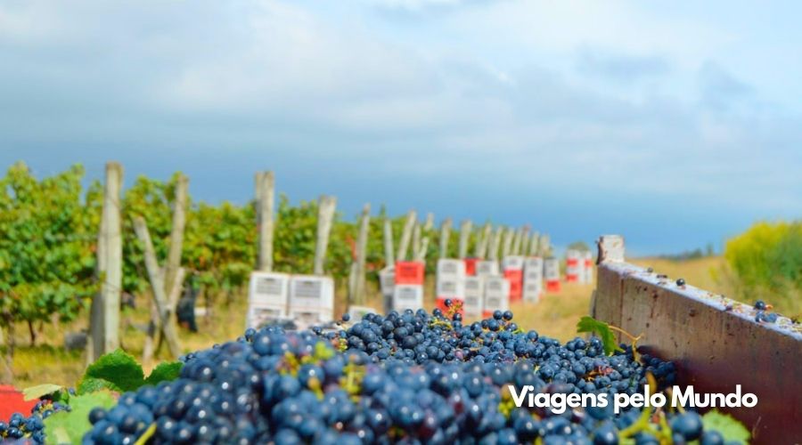 Uvas sendo colhidas no vinhedo da família.