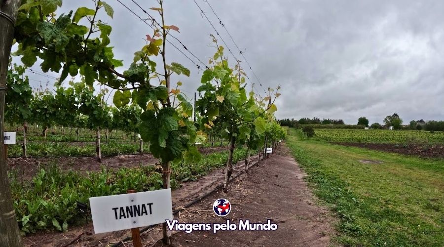 Vinhedos de uva Tannat na Bodega Pizzorno